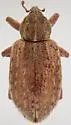 Egyptian Alfalfa Weevil