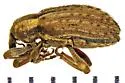 Egyptian Alfalfa Weevil - photo 2
