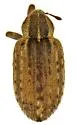 Egyptian Alfalfa Weevil - photo 3