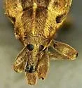 Egyptian Alfalfa Weevil - photo 4