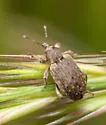 Egyptian Alfalfa Weevil - photo 5