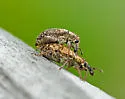 Hypera compta