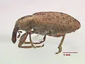 Hypera compta - photo 3