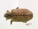 Hypera compta - photo 4