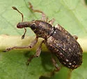 Hypera compta - photo 5