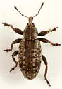 Hypera diversipunctata