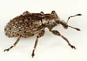 Hypera diversipunctata - photo 2