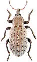 Hypera diversipunctata - photo 3