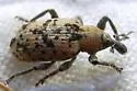 Hypera eximia