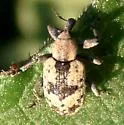Hypera paludicola