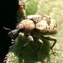 Hypera paludicola - photo 2