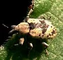 Hypera paludicola - photo 3