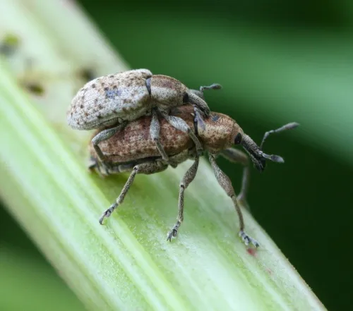 Hypera rumicis - Hypera rumicis