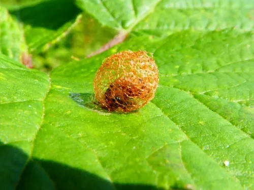Hypera rumicis - photo 6