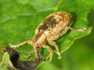 Hypera rumicis - photo 2