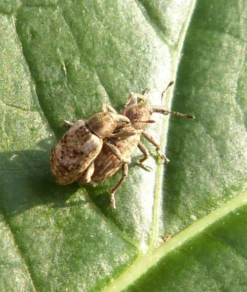 Hypera rumicis - photo 3