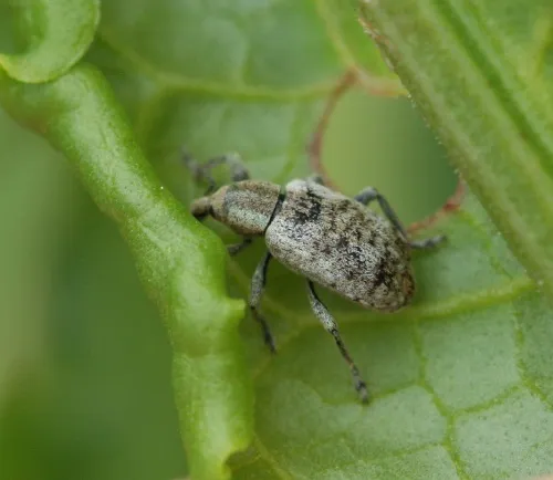 Hypera rumicis - photo 4