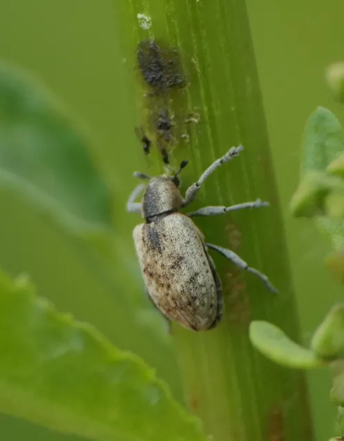 Hypera rumicis - photo 5