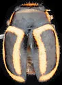 Hyperaspidius comparatus
