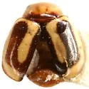 Hyperaspidius comparatus - photo 3