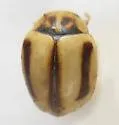 Hyperaspidius hardyi