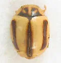 Hyperaspidius hardyi - photo 2
