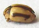 Hyperaspidius hardyi - photo 3