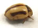Hyperaspidius hardyi - photo 4