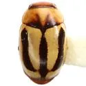Hyperaspidius ingenitus