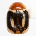 Hyperaspidius insignis