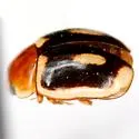 Hyperaspidius insignis - photo 2