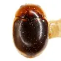 Hyperaspidius insignis - photo 3