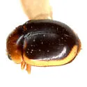 Hyperaspidius insignis - photo 4