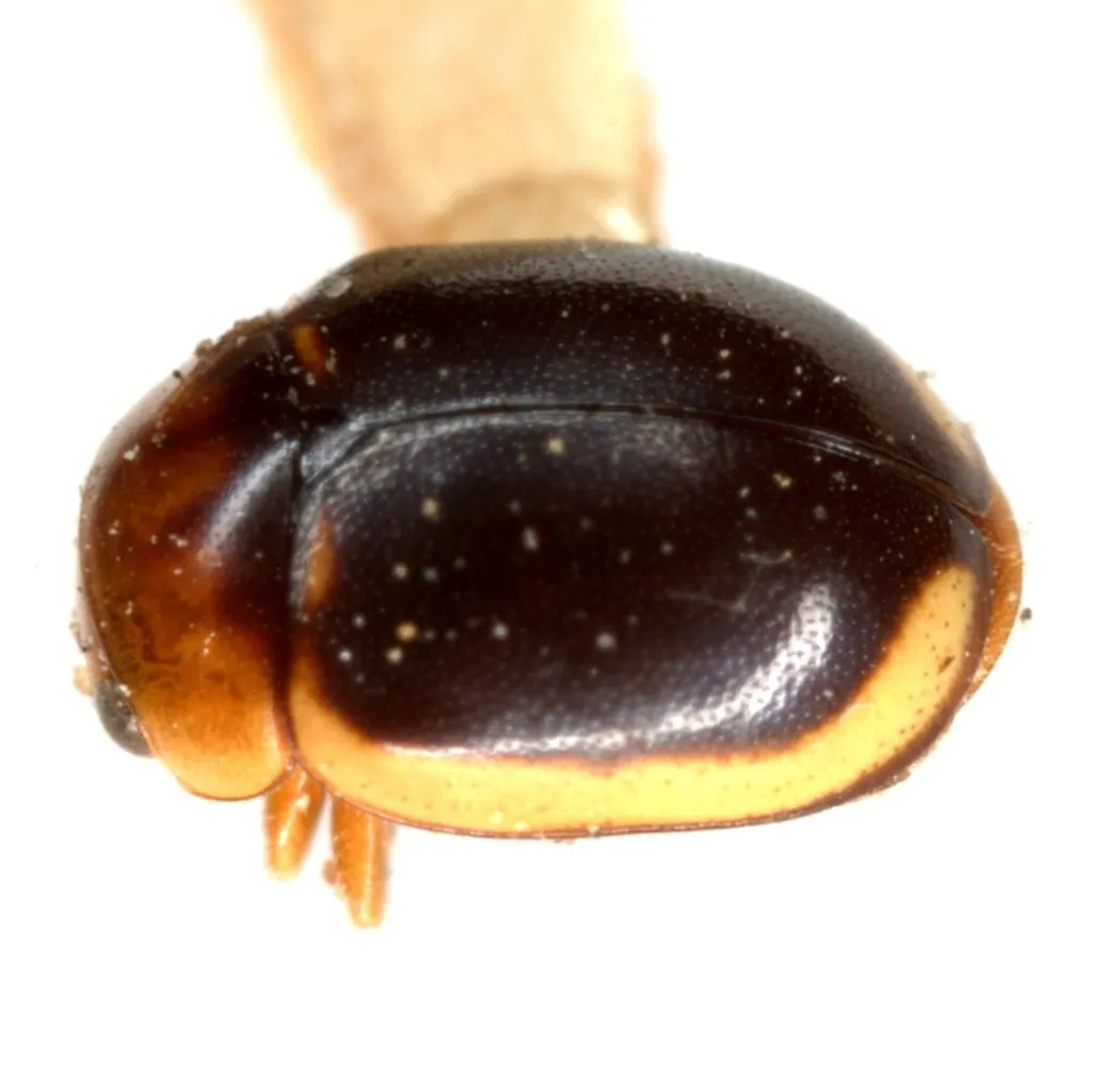 Hyperaspidius marginatus - photo 2