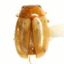 Hyperaspidius nanellus