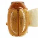 Hyperaspidius nanellus - photo 2