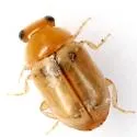 Hyperaspidius nanellus - photo 3