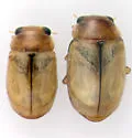 Hyperaspidius nanellus - photo 4