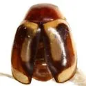 Hyperaspidius oblongus