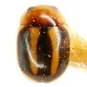 Hyperaspidius oblongus - photo 3