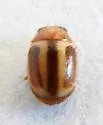 Hyperaspidius pallescens