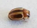 Hyperaspidius pallescens - photo 2