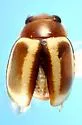 Hyperaspidius pallescens - photo 3
