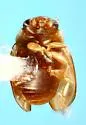 Hyperaspidius pallescens - photo 4