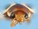 Hyperaspidius pallescens - photo 5
