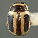 Hyperaspidius simulatus - Hyperaspidius simulatus