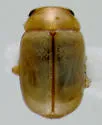 Hyperaspidius transfugatus