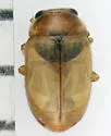 Hyperaspidius transfugatus - photo 3