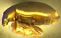 Hyperaspidius tristis - photo 2