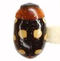 Hyperaspidius venustulus - photo 2